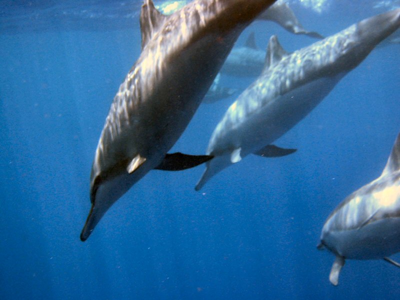 Dolphins - Kona Oceanfront Rental