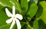 Hawaiian Flower - Oceanfront Rental in Kona