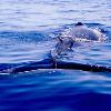 Big Island Condos for Rent - Winter Whale Sightings