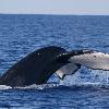 Hawaii Beachfront Vacation Rental - Whale Dives