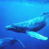 Kona Oceanfront Rental - Humpback Whale