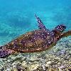 Sea Turtle - Big Island Condos for Rent
