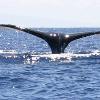 Hawaii Beachfront Vacation Rental Whale Sightings" title="Humpback whales migrate to Hawaii for three months.
