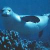 Monk Seal - Big Island Condos for Rent" title="A monk seal off Keahou Bay.