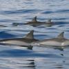 Hawaii Beachfront Vacation Rental - Dolphin Sightings