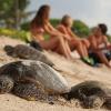 Turtles on Beach - Kona Oceanfront Rental