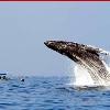 Seasonally, watch migrating whales. 